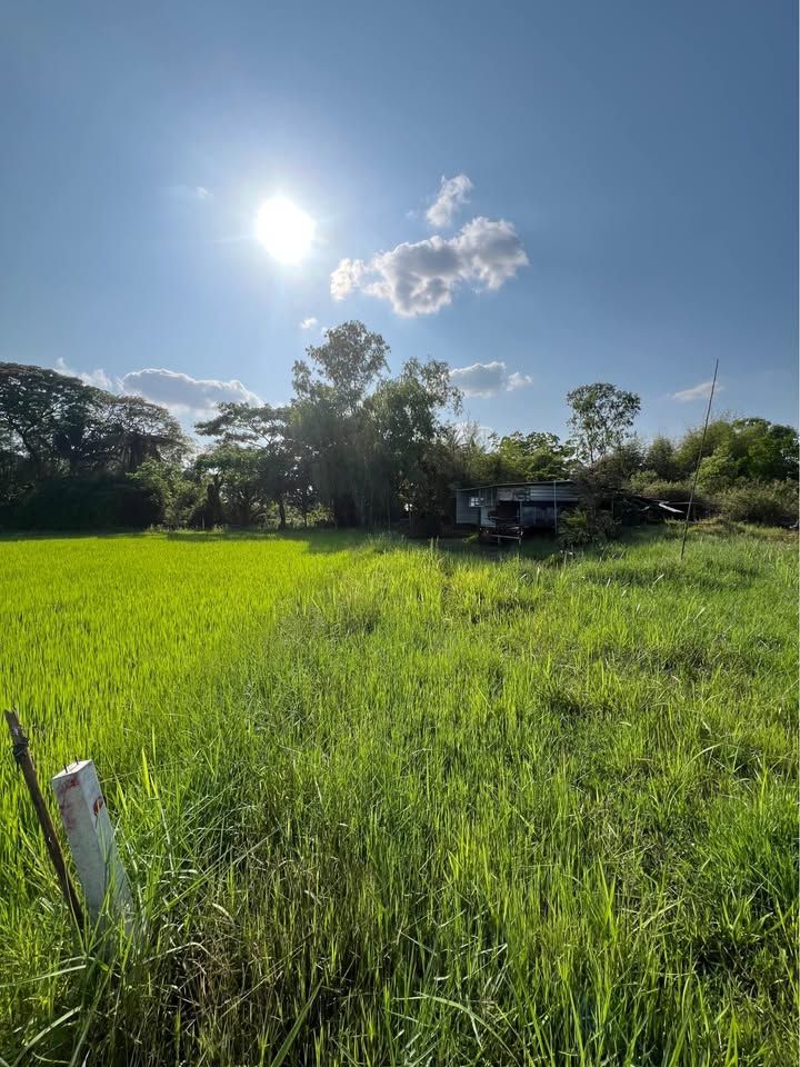 ขายที่ดินบ้านสวน ใกล้ตัวเมืองขอนแก่น บรรยากาศธรรมชาติ - รูปที่ 6