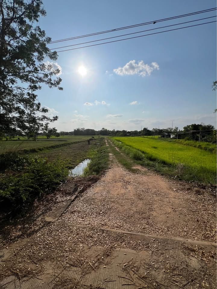 ขายที่ดินบ้านสวน ใกล้ตัวเมืองขอนแก่น บรรยากาศธรรมชาติ - รูปที่ 10
