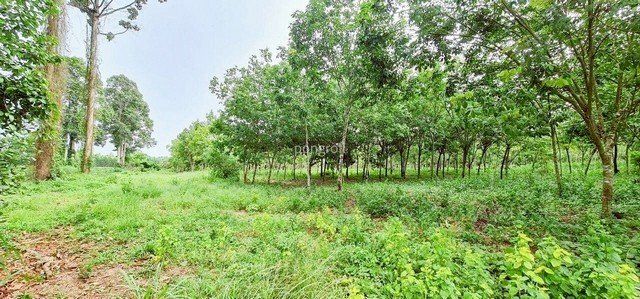 ที่ดิน 54 ไร่ 139 ตร.ว มีครบ! สวนยาง–สวนปาล์ม–บ้าน–น้ำใช้ตลอดปี จ.สระแก้ว - รูปที่ 3