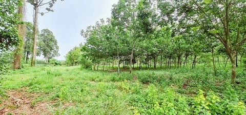 ที่ดิน 54 ไร่ 139 ตร.ว มีครบ! สวนยาง–สวนปาล์ม–บ้าน–น้ำใช้ตลอดปี จ.สระแก้ว - 3