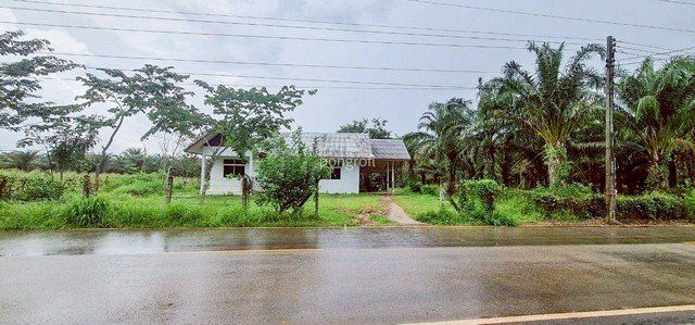 ที่ดิน 54 ไร่ 139 ตร.ว มีครบ! สวนยาง–สวนปาล์ม–บ้าน–น้ำใช้ตลอดปี จ.สระแก้ว - รูปที่ 1