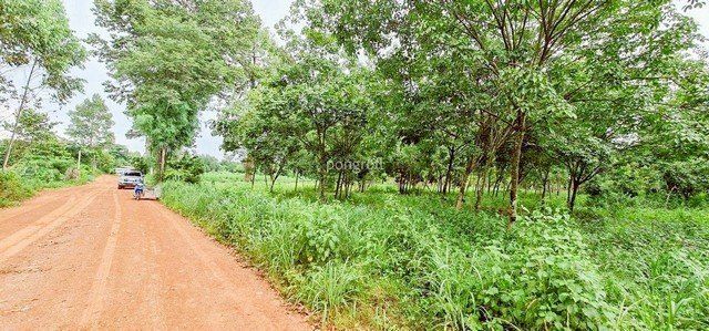ที่ดิน 54 ไร่ 139 ตร.ว มีครบ! สวนยาง–สวนปาล์ม–บ้าน–น้ำใช้ตลอดปี จ.สระแก้ว - รูปที่ 6