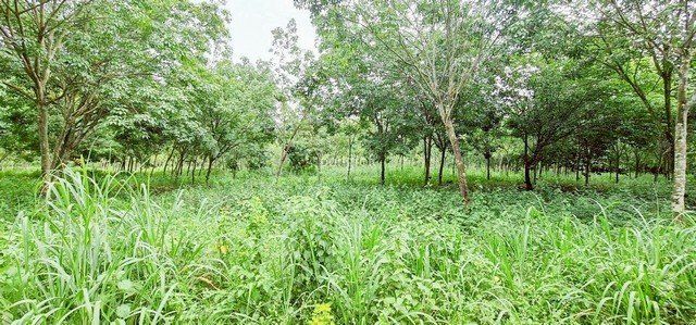 ที่ดิน 54 ไร่ 139 ตร.ว มีครบ! สวนยาง–สวนปาล์ม–บ้าน–น้ำใช้ตลอดปี จ.สระแก้ว - รูปที่ 5