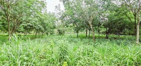 ที่ดิน 54 ไร่ 139 ตร.ว มีครบ! สวนยาง–สวนปาล์ม–บ้าน–น้ำใช้ตลอดปี จ.สระแก้ว - 5