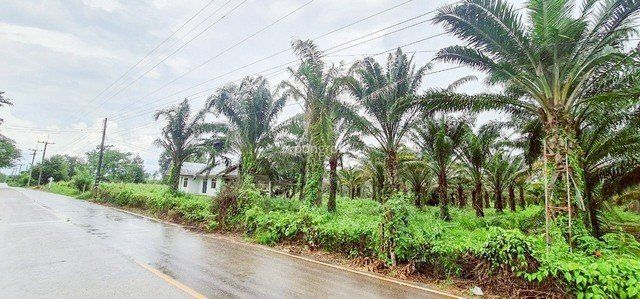 ที่ดิน 54 ไร่ 139 ตร.ว มีครบ! สวนยาง–สวนปาล์ม–บ้าน–น้ำใช้ตลอดปี จ.สระแก้ว - รูปที่ 7