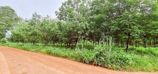 ที่ดิน 54 ไร่ 139 ตร.ว มีครบ! สวนยาง–สวนปาล์ม–บ้าน–น้ำใช้ตลอดปี จ.สระแก้ว - รูปที่ 8