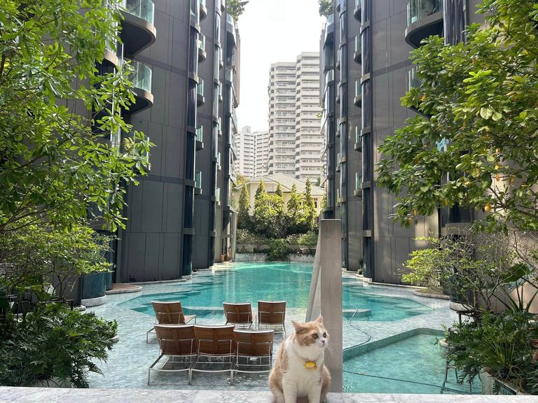 Ashton Residence 41 (For Sale/Rent) 2 Bedrooms 77 sqm - photo 17