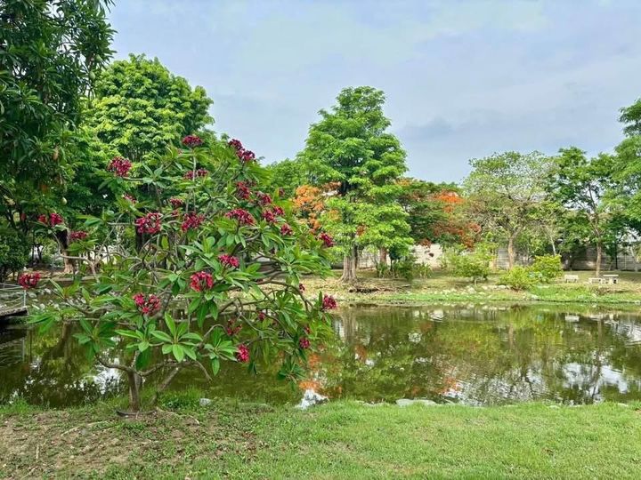 ขายที่ดิน ในหมู่บ้านชัยพฤกษ์ บางแวก - รูปที่ 7